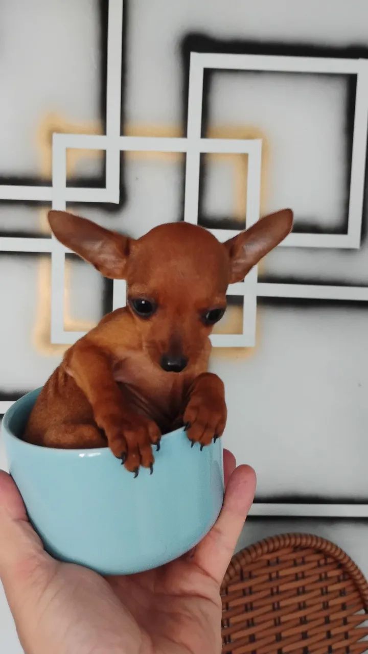 Pinscher zero 
