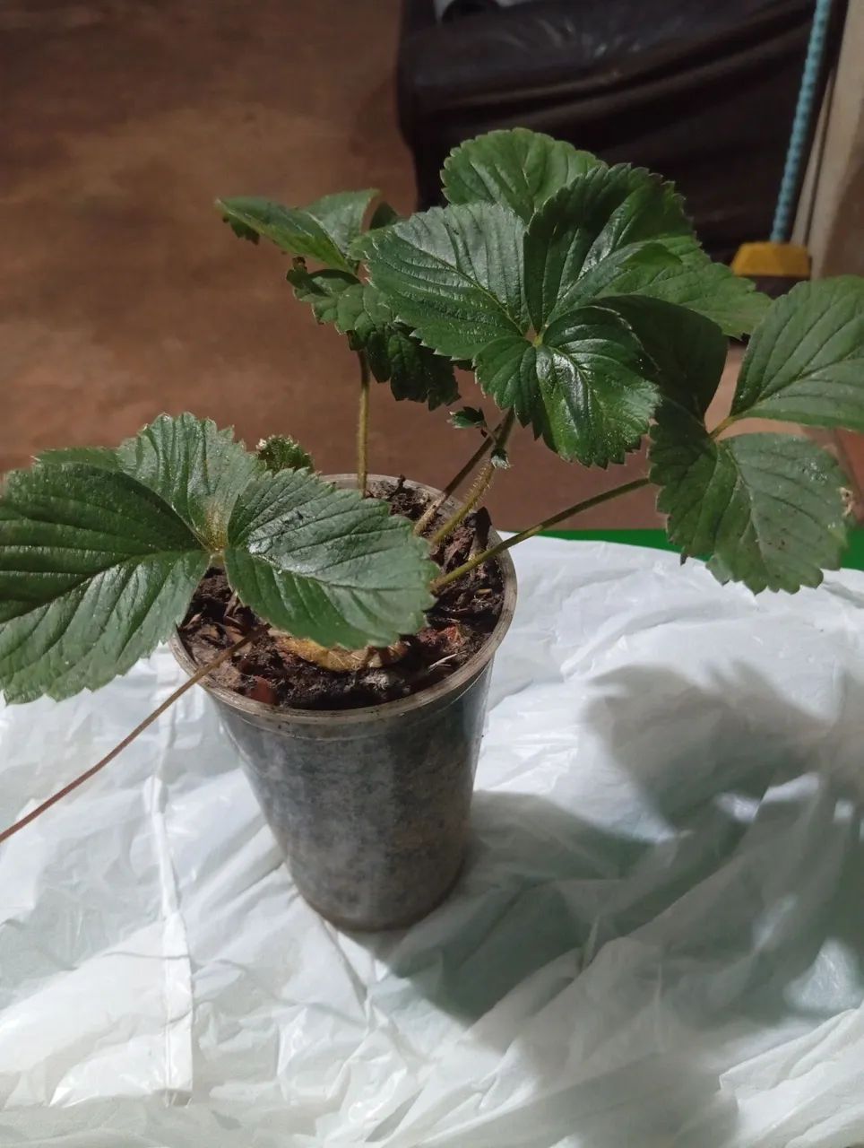 Vendas de mudas de morango , mudas de pêssego....