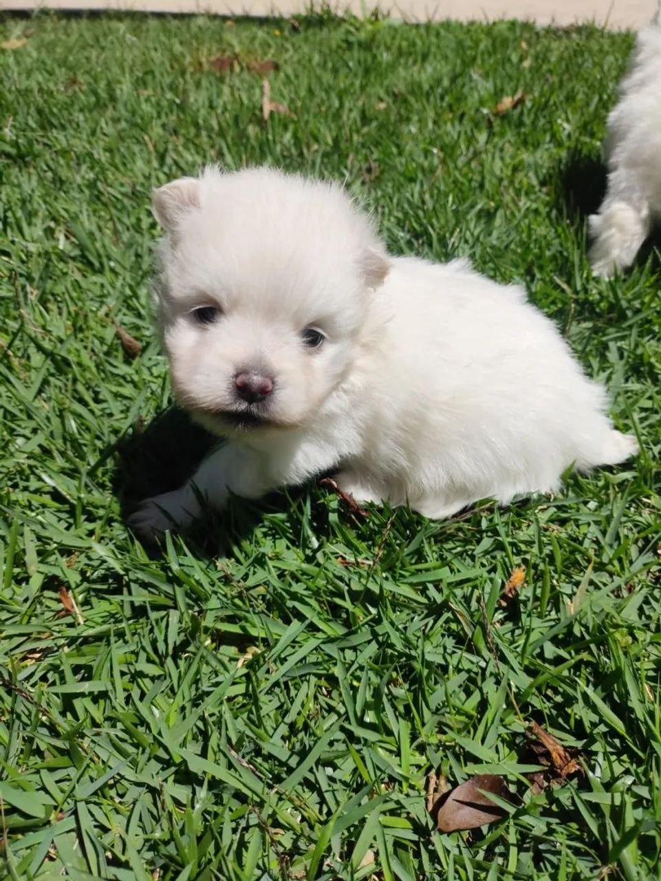 Spitz Alemão  - Foto 3