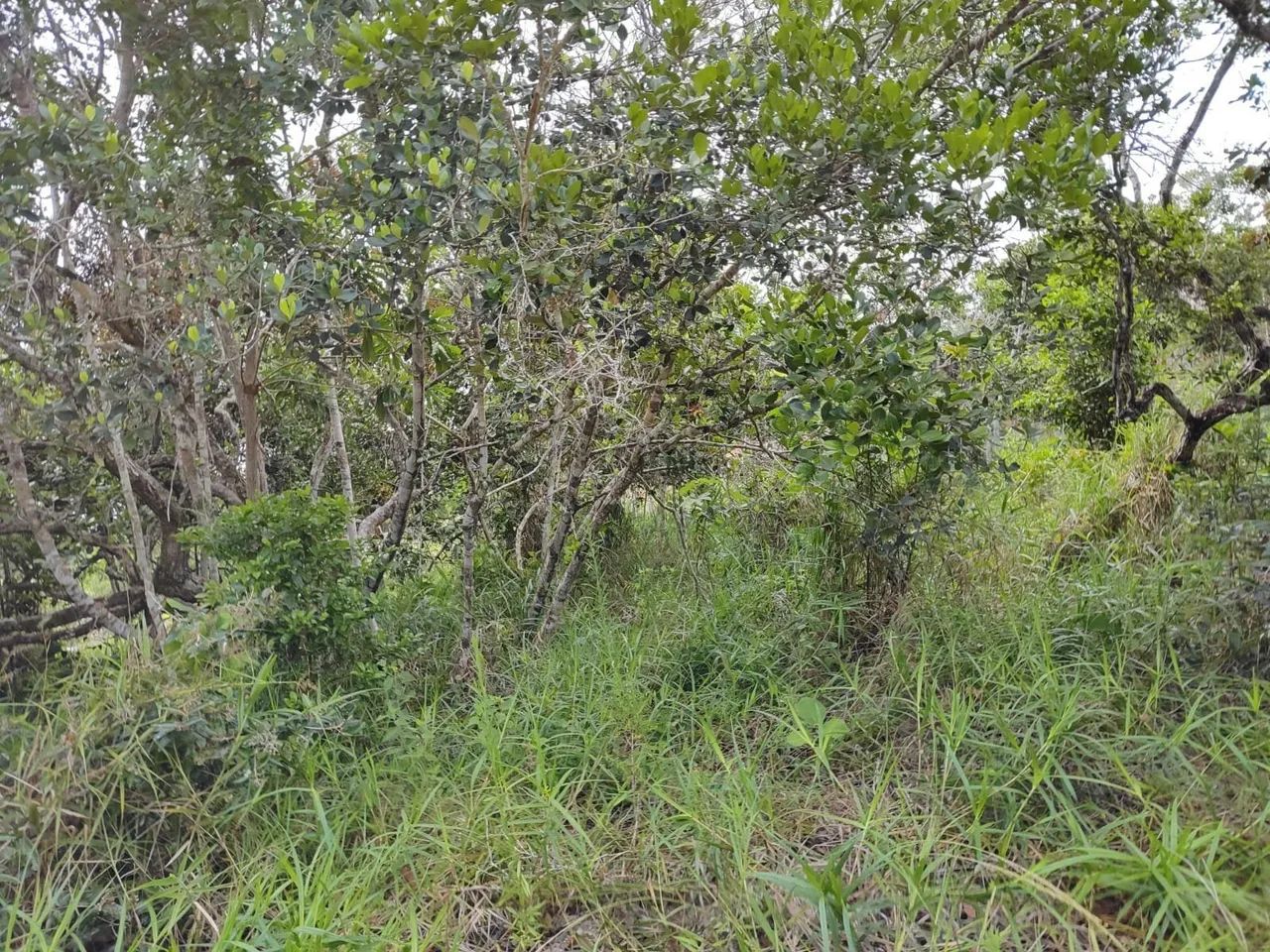 Terreno Villas I - Teko Porã - Foto 3