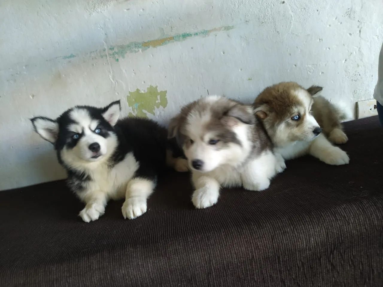 Filhotes de Husky siberiano  - Foto 2
