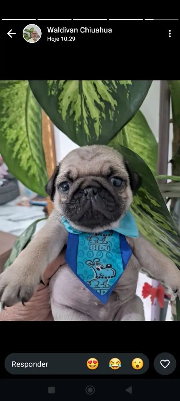 Pug macho - Foto 4