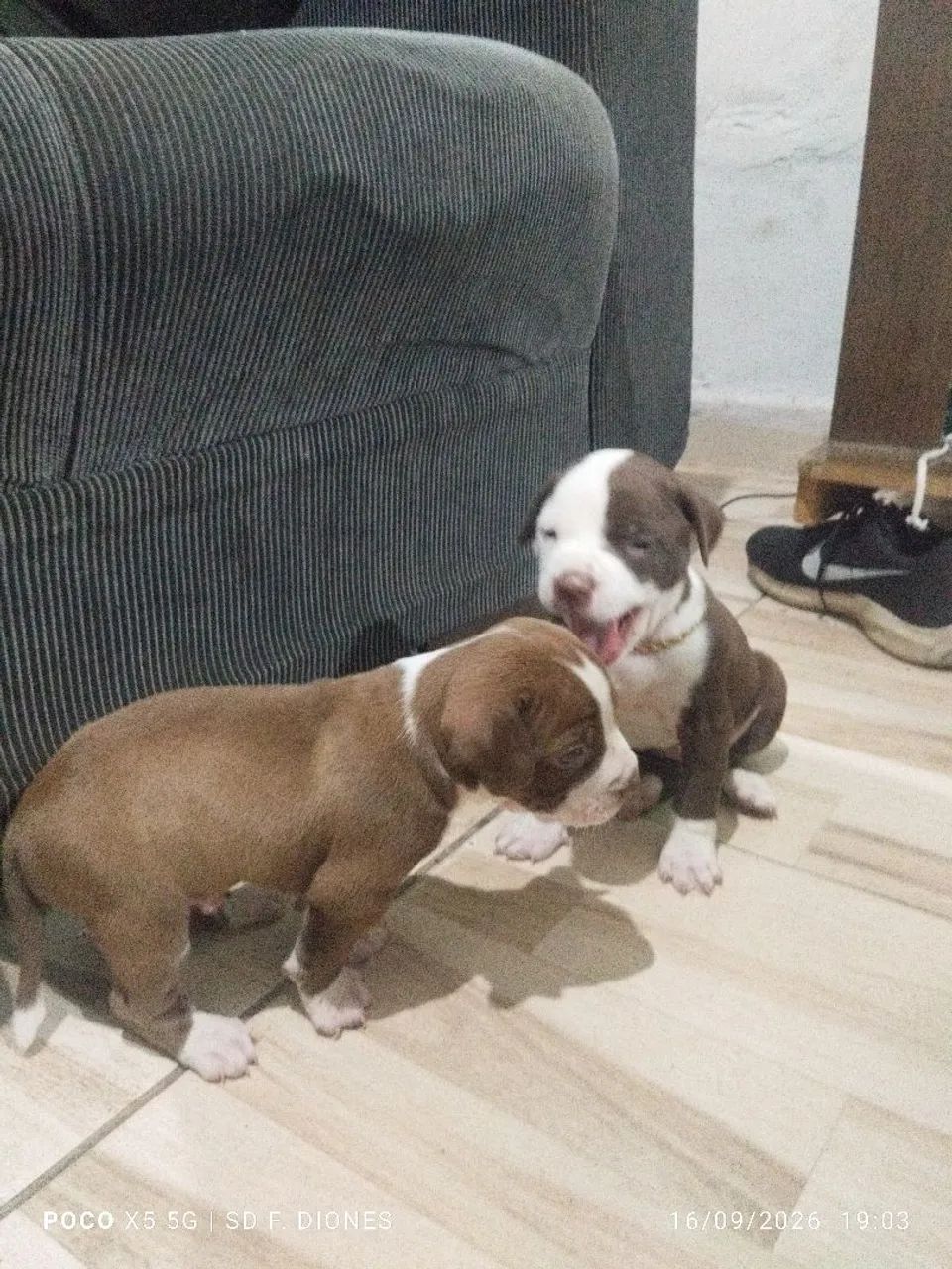 Filhote de Pit Bull 