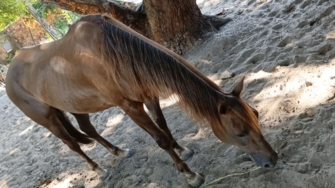 Égua de vaquejada  - Foto 2