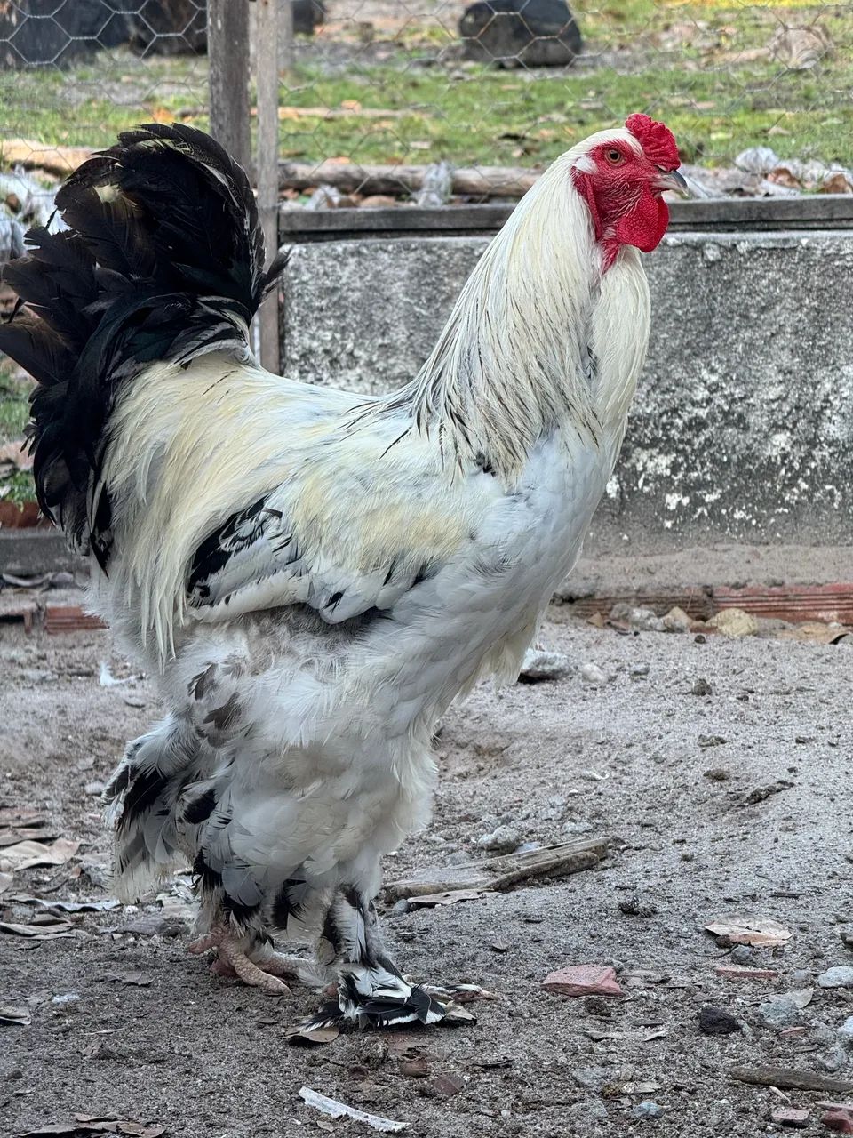 Galinhas brahmas - Foto 2