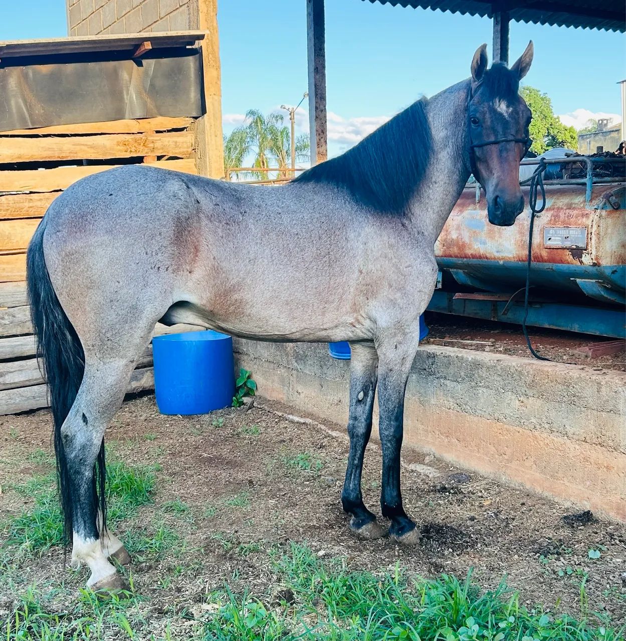Cavalo - Foto 4