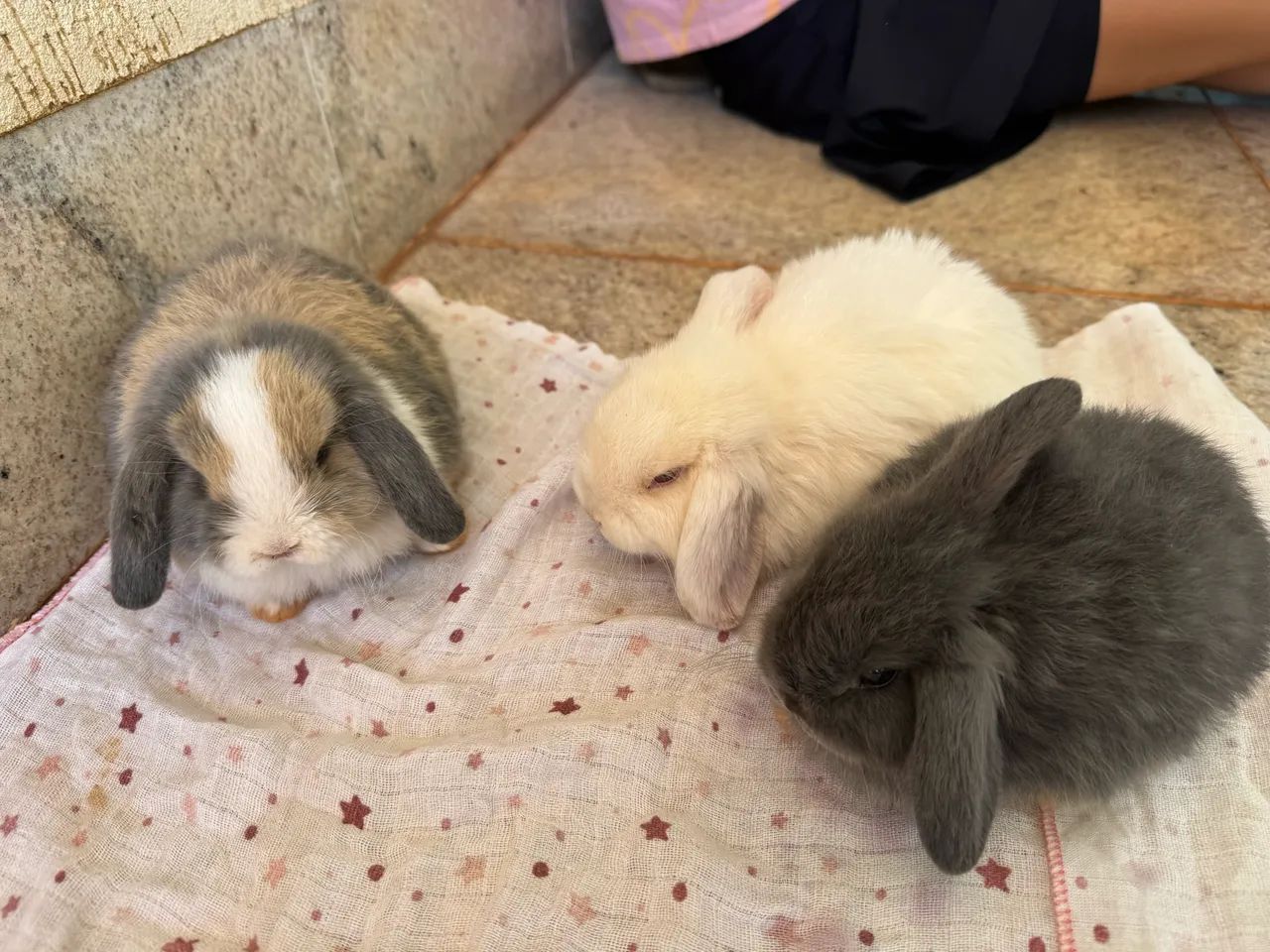 Coelho mini lop - Foto 2