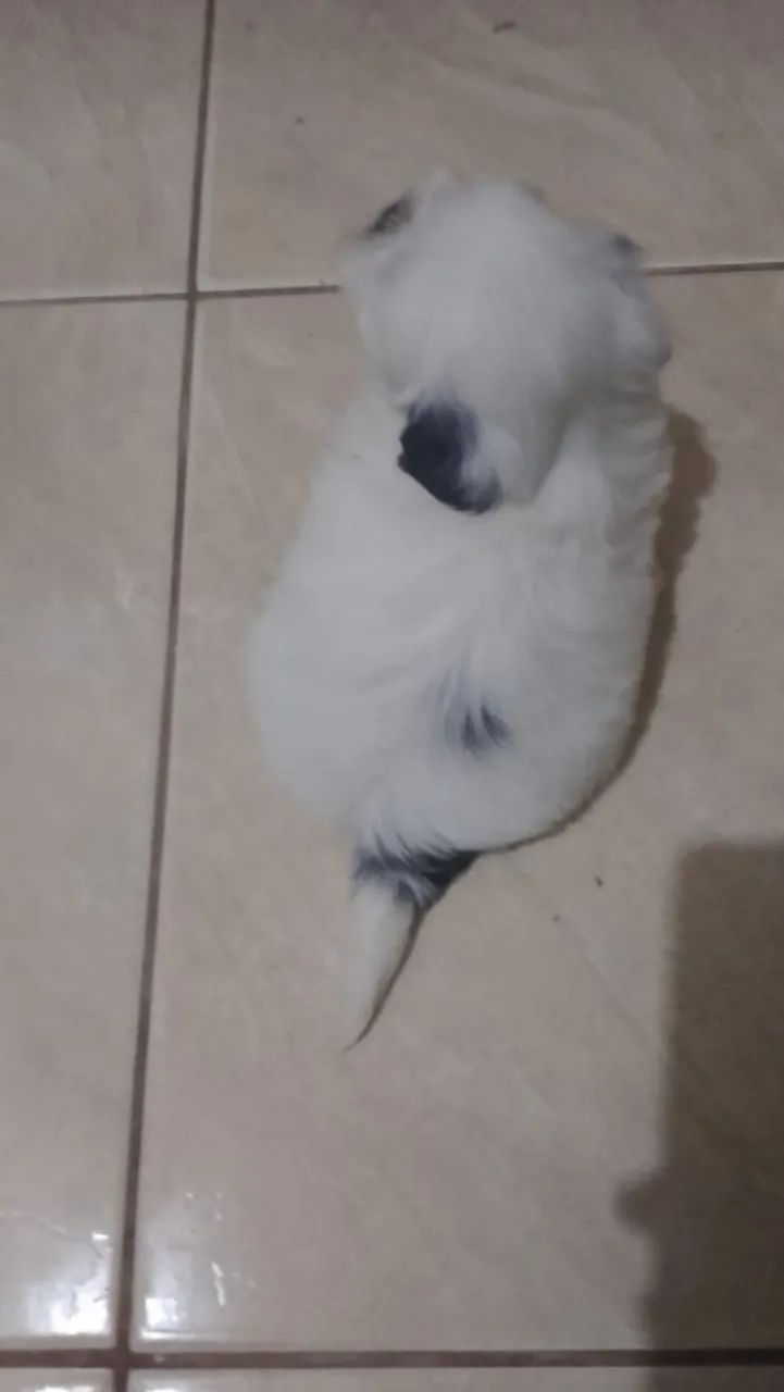 Shitzu macho mini - Foto 3
