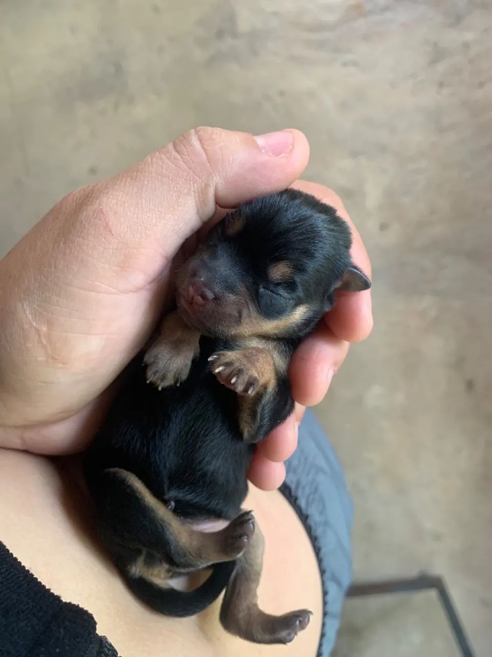 Filhote de Pinscher 01 - Foto 3