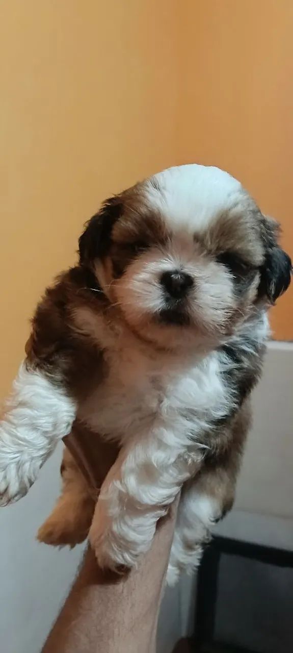 Shitzu macho lindo  - Foto 5