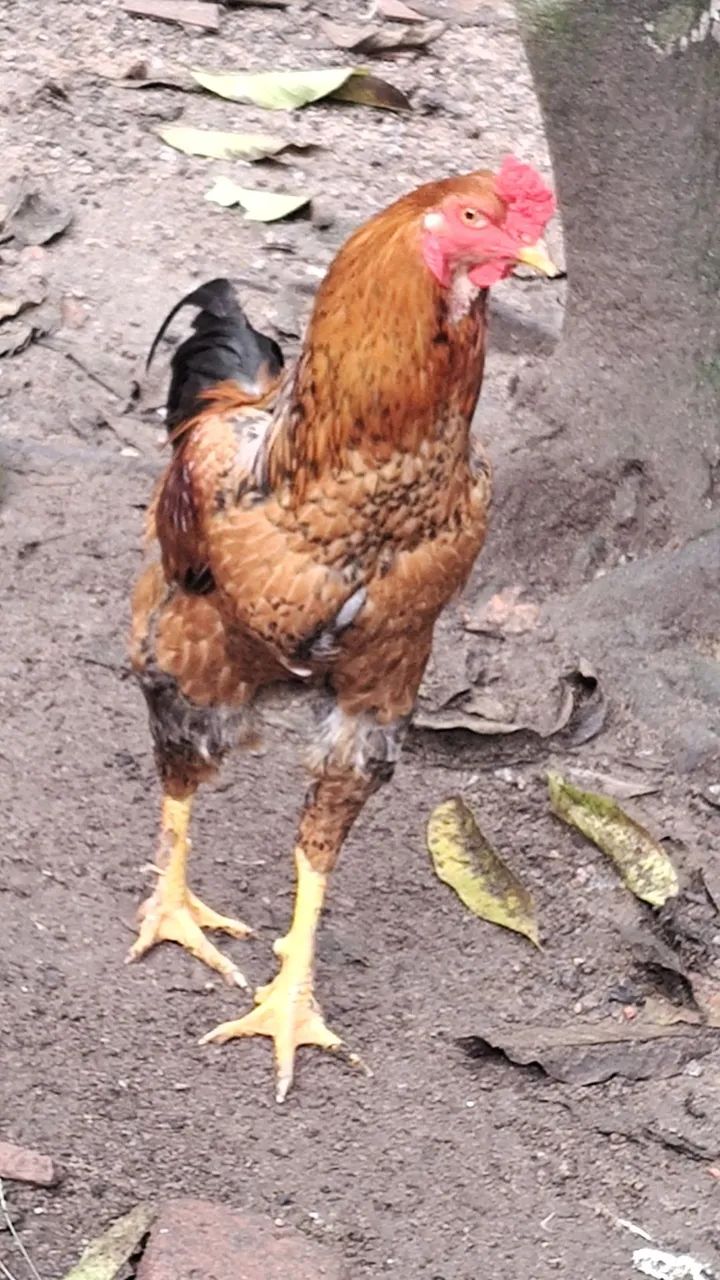 Galinha 
