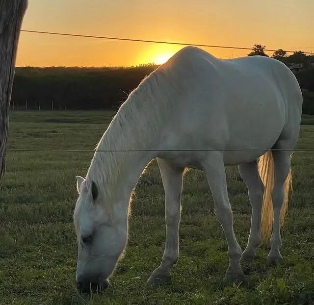 Fazenda Real I/II - Macaiba - Foto 3