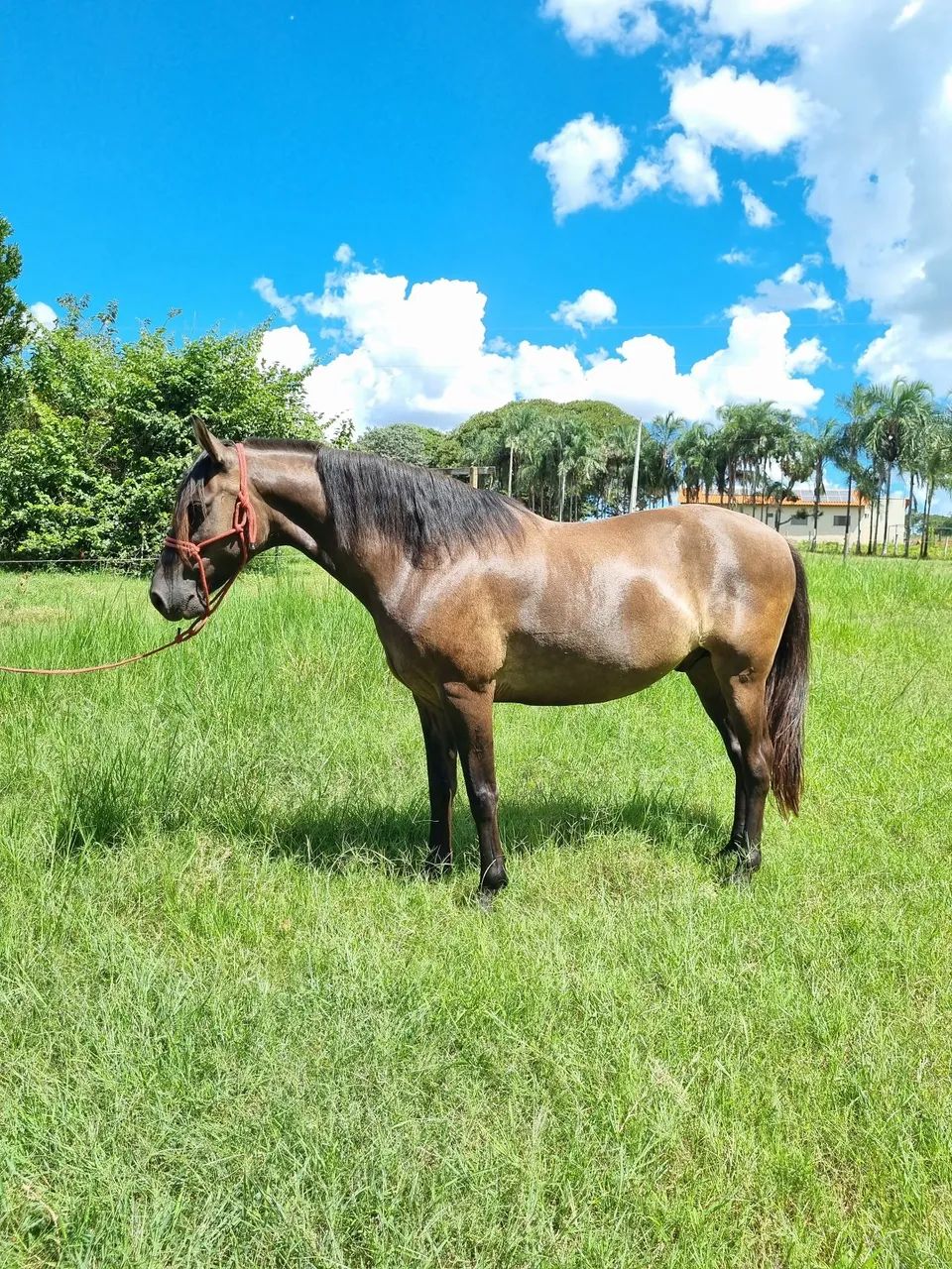 Cavalo disponível para venda. - Foto 6