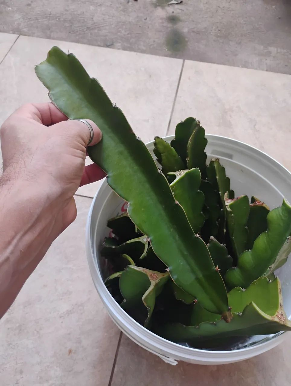 Muda de pitaya  - Foto 3