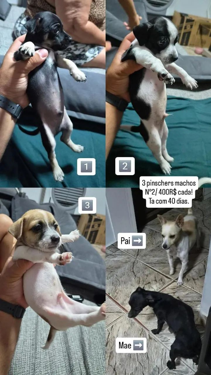 Pinscher macho N°2 