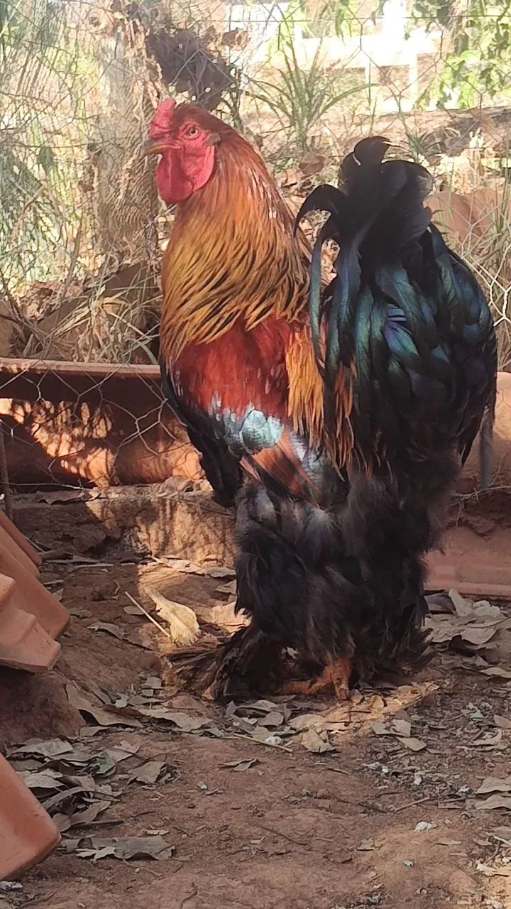 Aves Brahma  - Foto 2