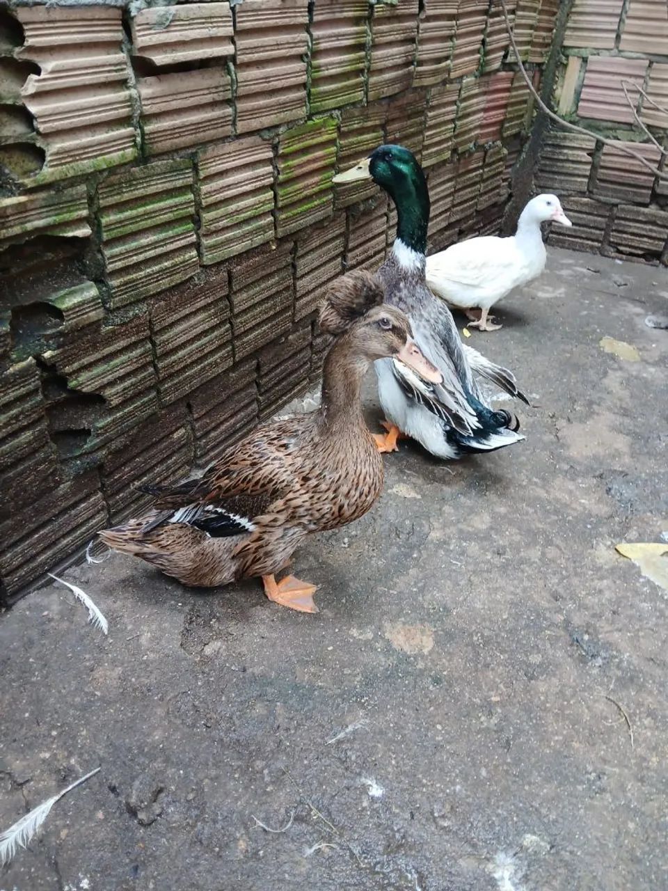 Marrecos  - Foto 2