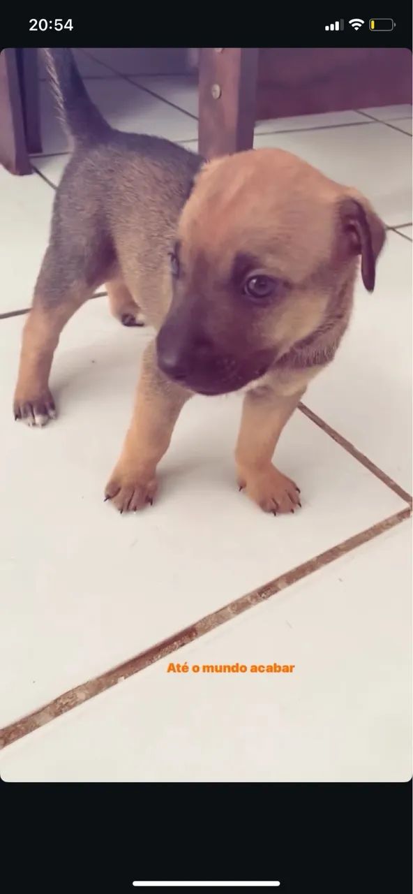 Cachorro 