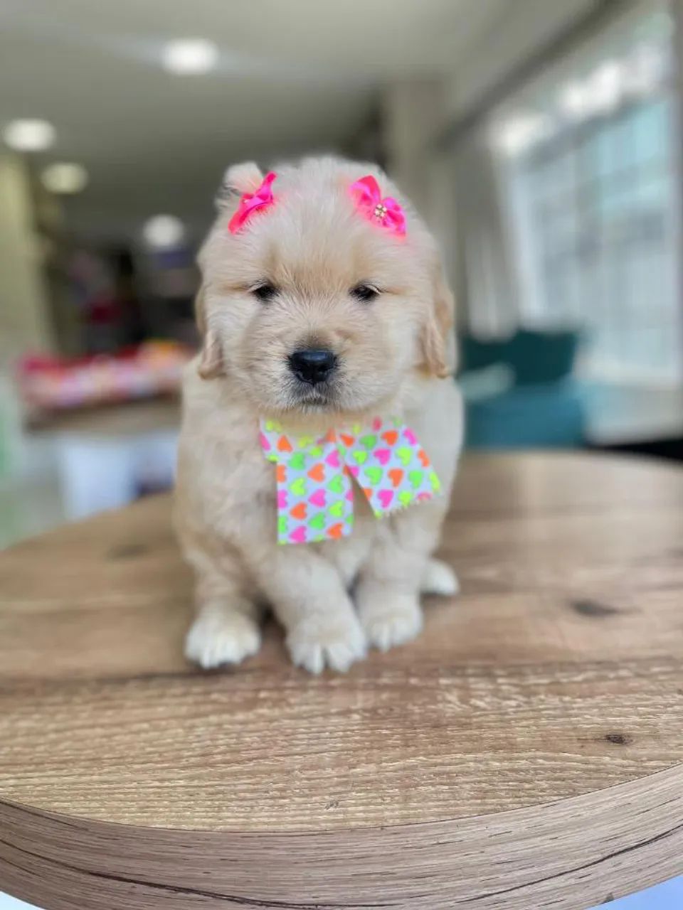 Golden Retriever 