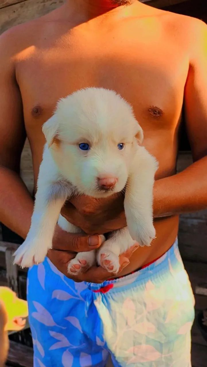 Cachorro husky siberiano - Foto 2