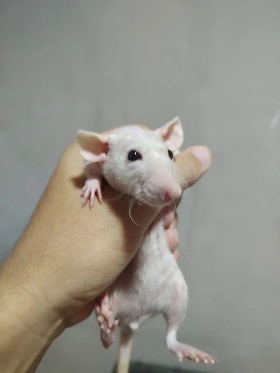 Kit 5 Ratos raça pelados + acessórios  - Foto 3