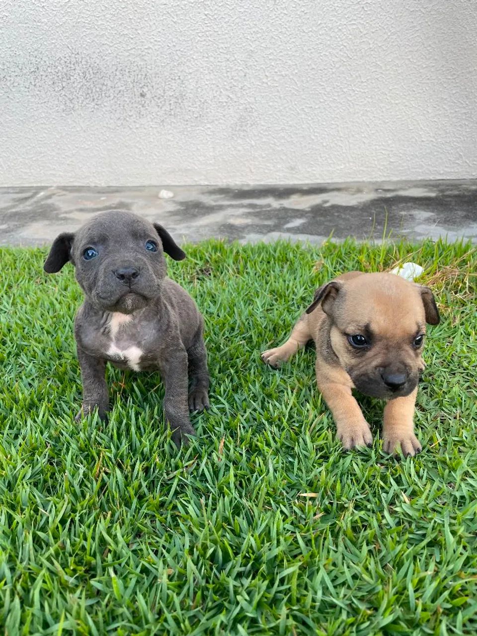 Filhotes de Pitbull com Pit Monster 