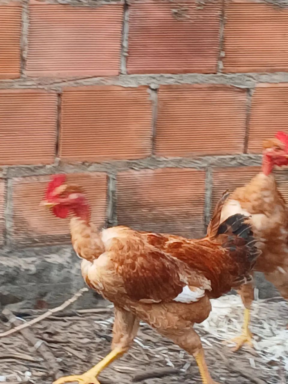 Frangos caipira