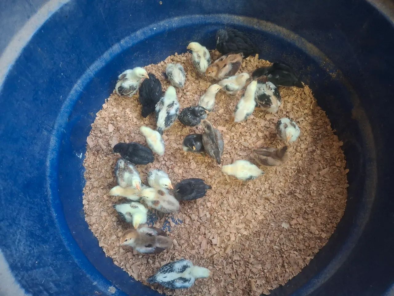 Pintinhos Caipira! 