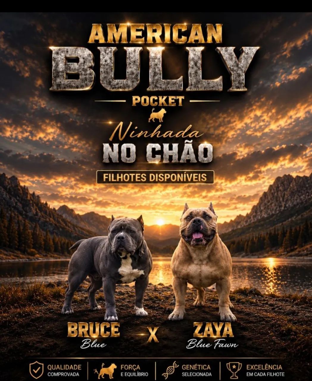 American Bully Pocket  - Foto 4
