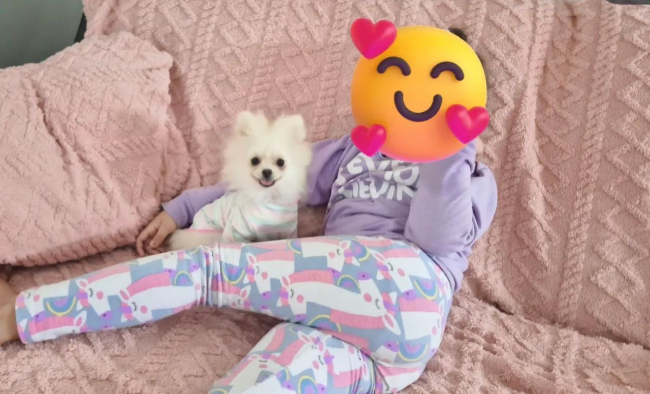 Spitz Anão femea 6 meses com pedigree cbkc  - Foto 3
