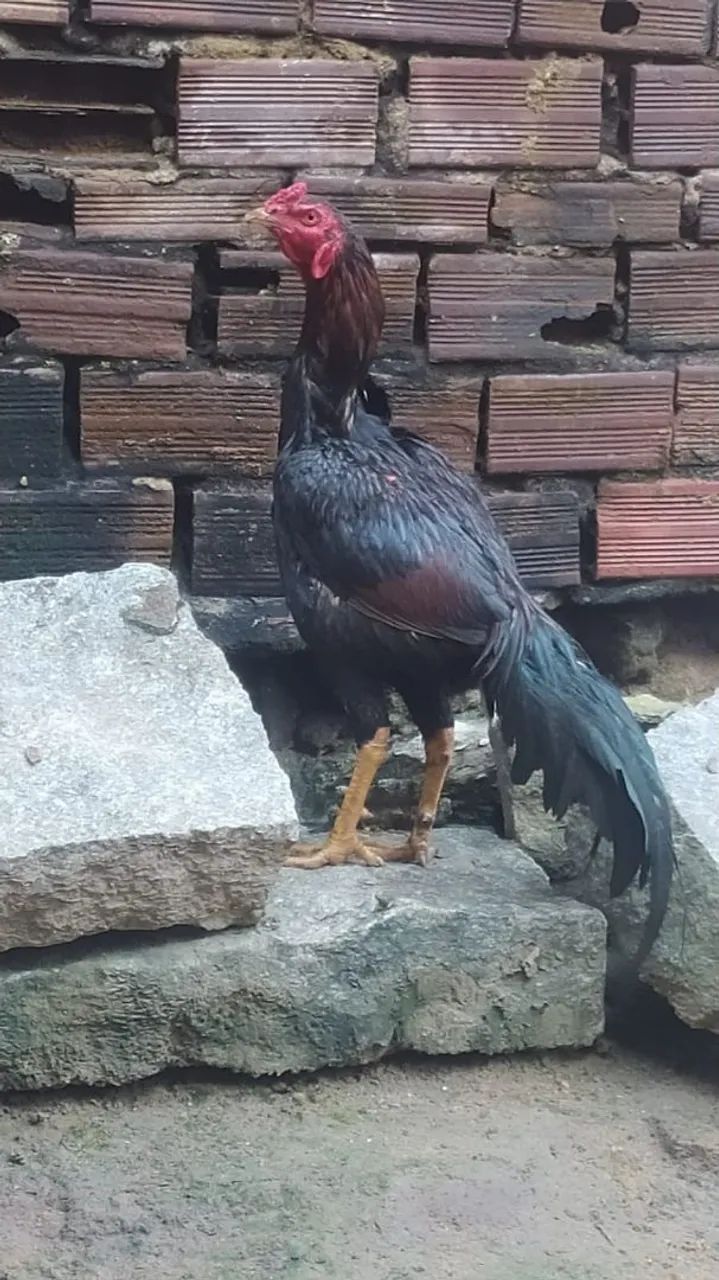 Galo de raça - Foto 3