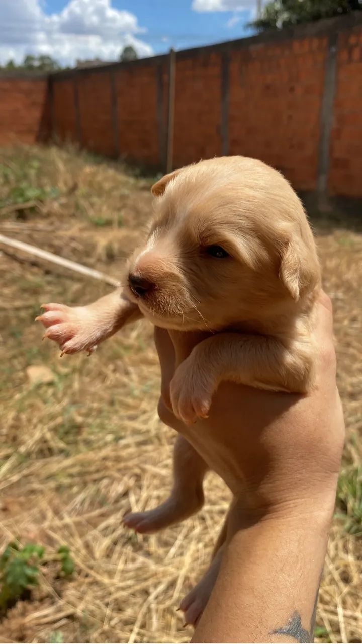 Filhotes para doação  - Foto 5