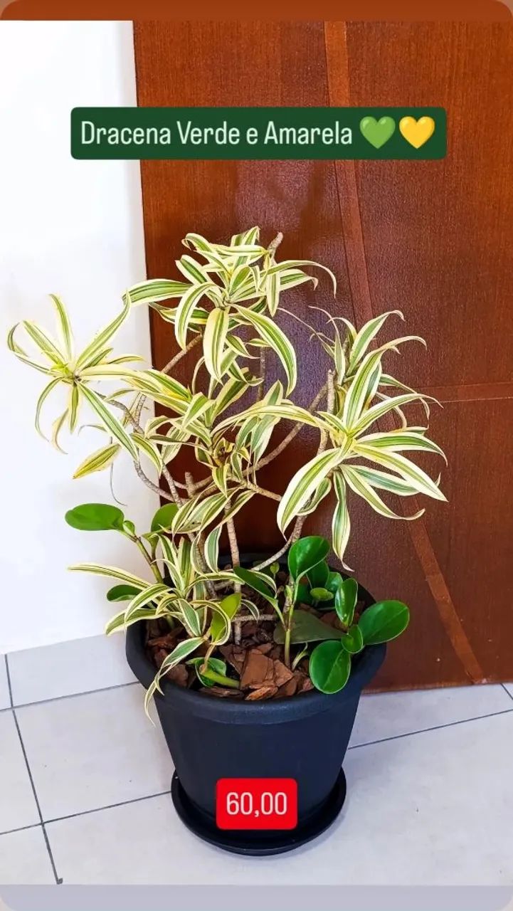 Vasos de planta completos  - Foto 3