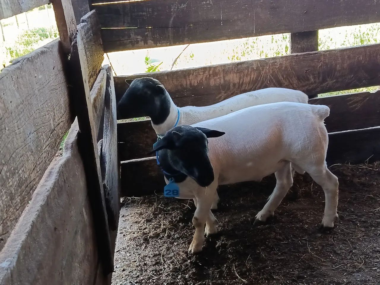 Casal de carneiro DORPER  - Foto 3