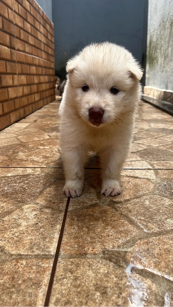 Filhotes Husky