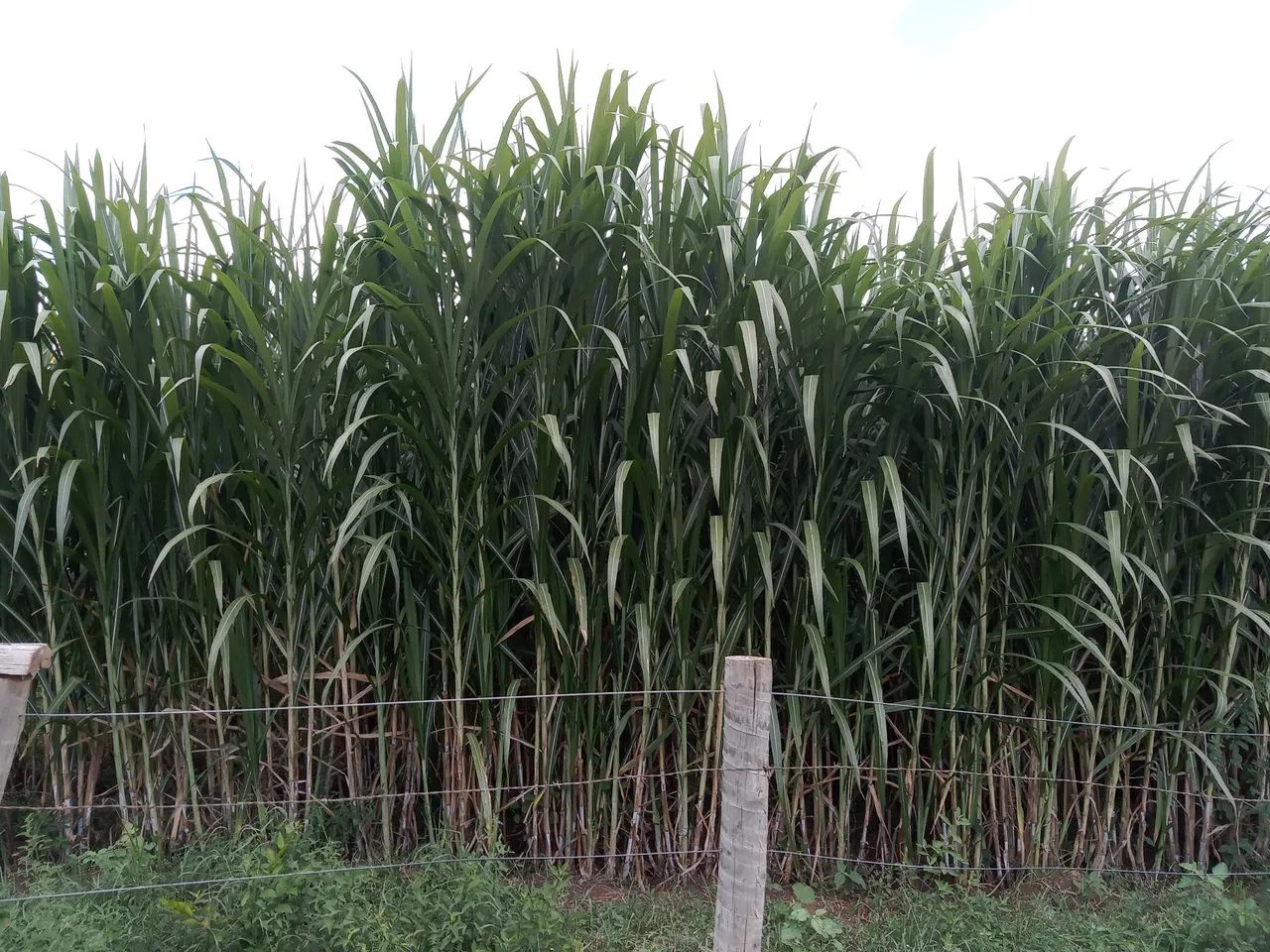 Brs Capiaçu R$ 0,25 centavos  - Foto 3