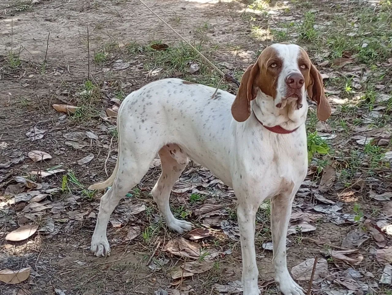 Cachorro pointer inglês  - Foto 3
