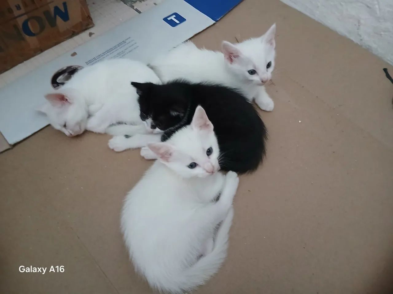 Doação de gatos . - Foto 3