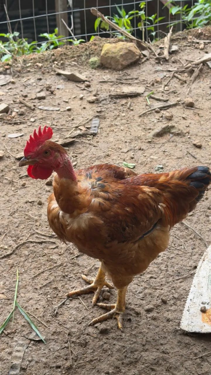 Galo