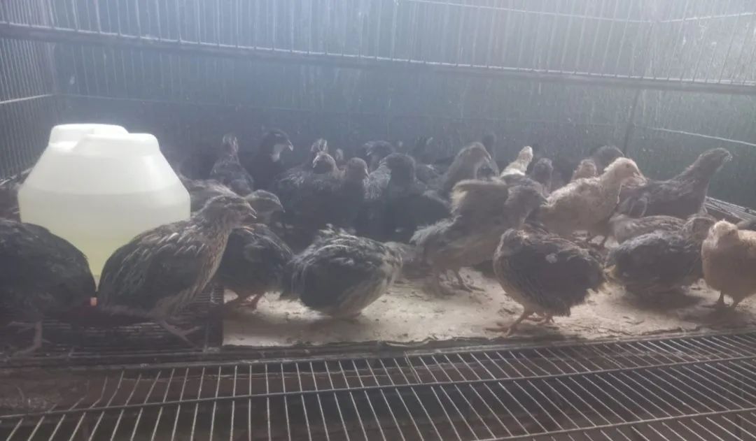 Vende-se codornas.