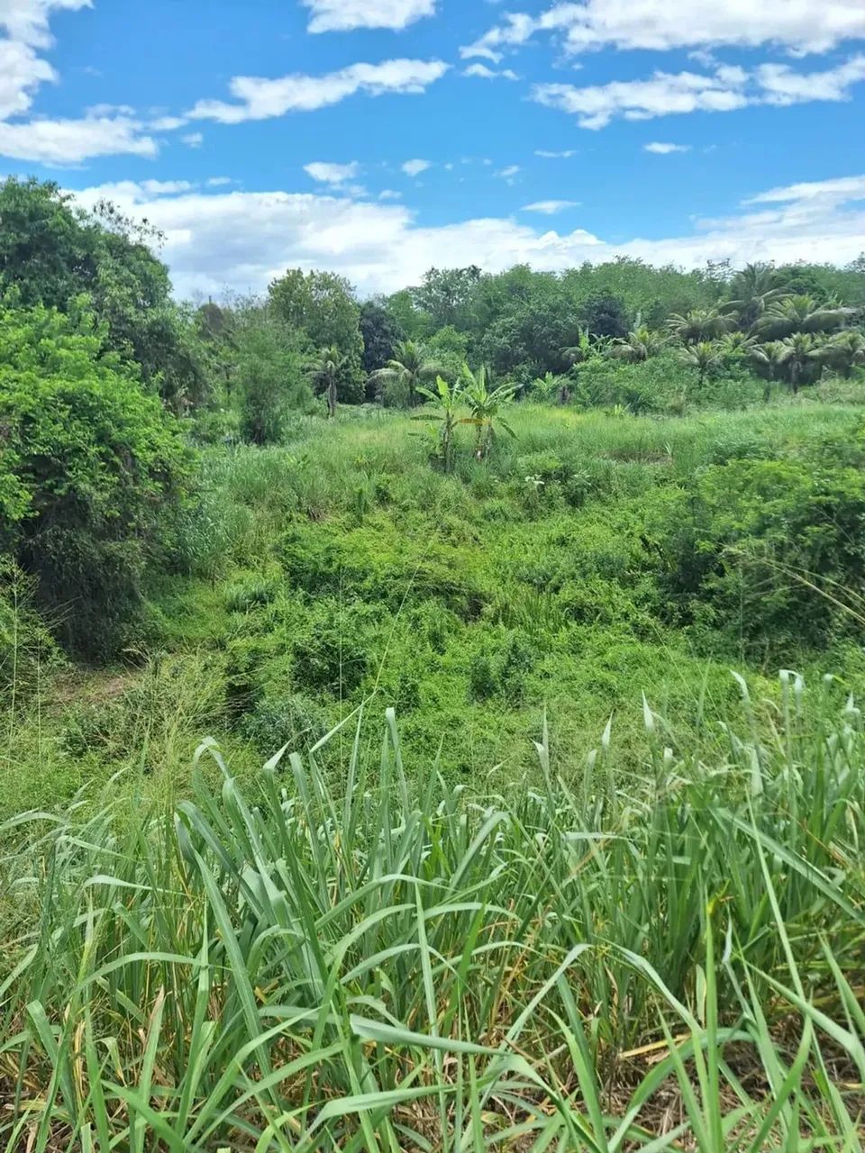 Imóvel para venda possui 2500 metros quadrados em Campo Lindo - Seropédica - RJ - Foto 7