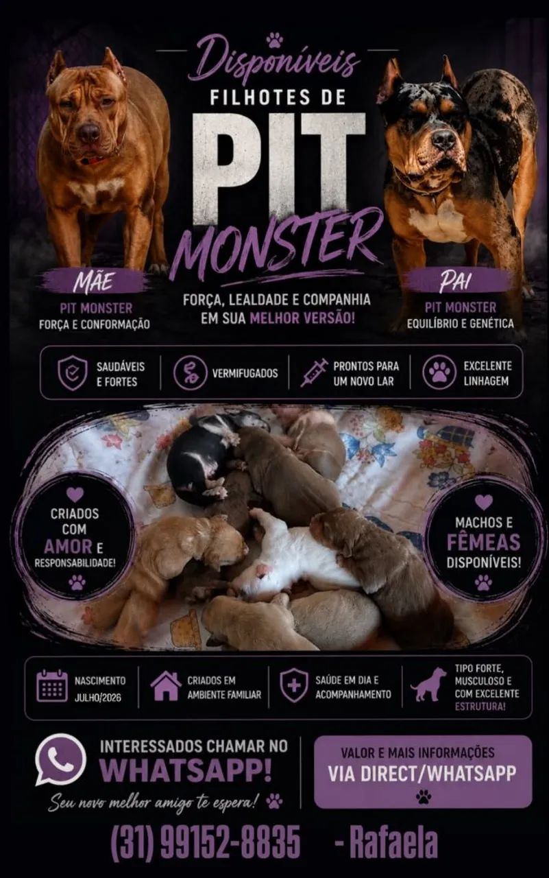 Filhotes de PITMONSTER 