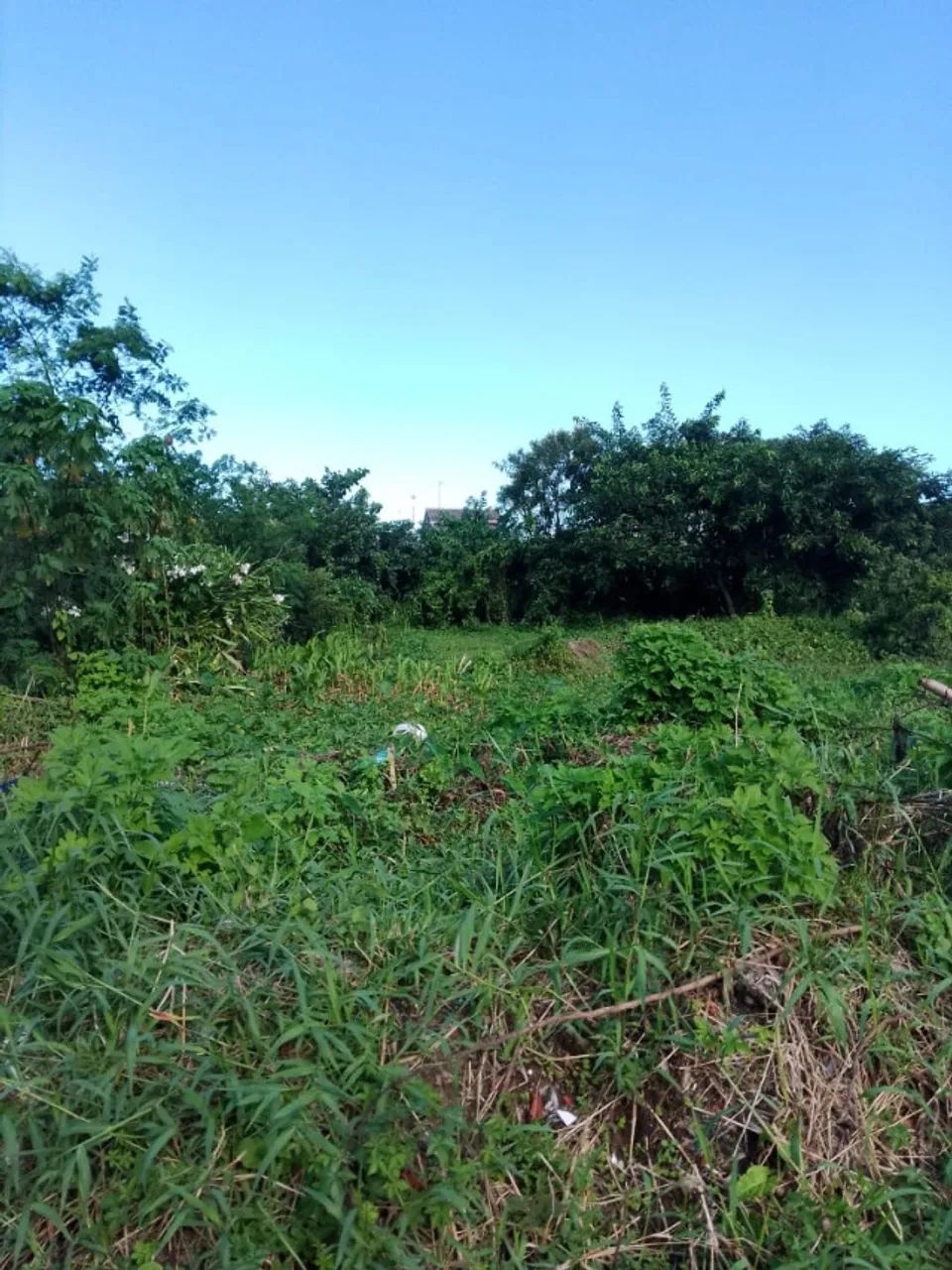 Foto - Bertioga - Chácaras
