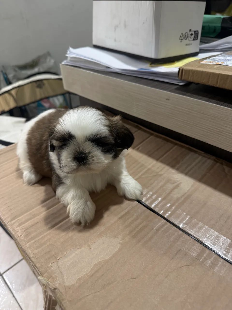 Fêmea shi-tzu - Foto 5
