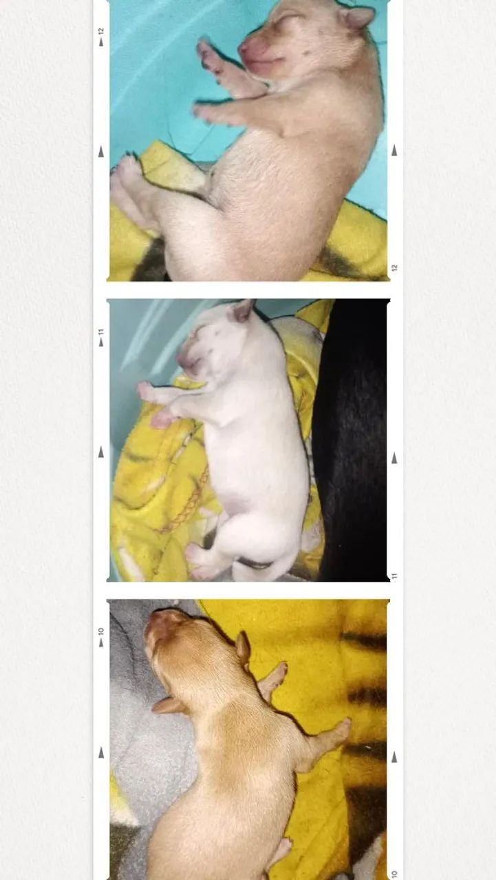 Animal  - Foto 3