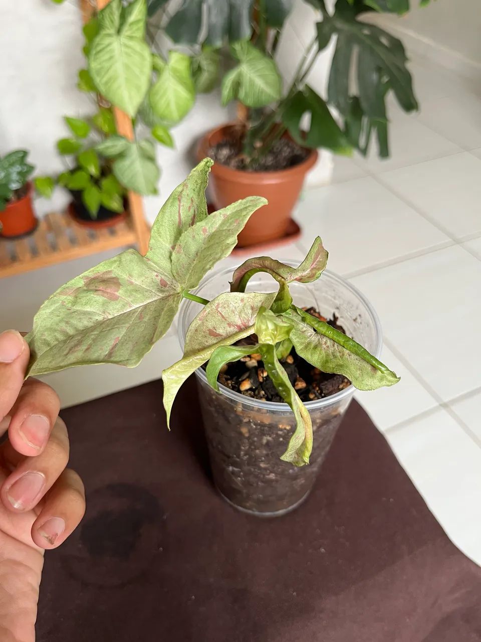 Plantas - Foto 3