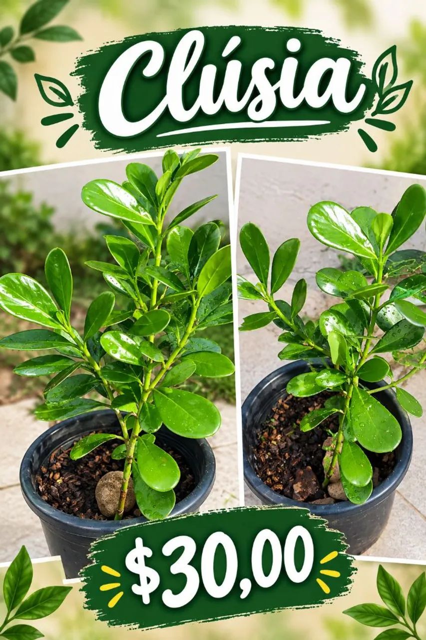 Plantas ornamentais 