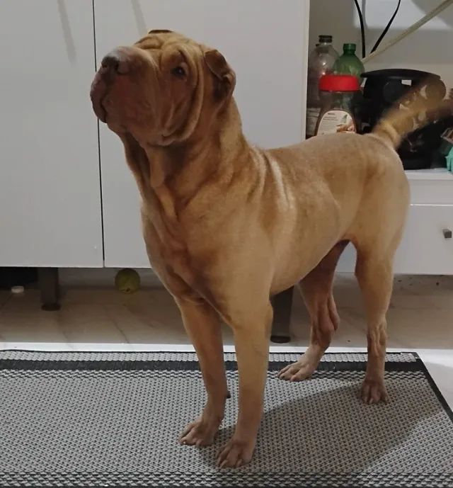 Filhotes Shar pei - Foto 5