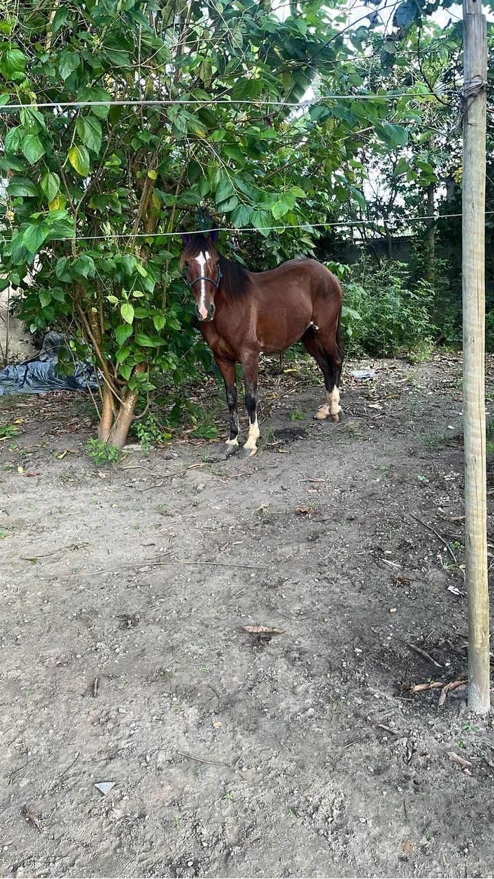 Cavalo  - Foto 4
