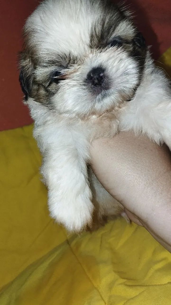 Shitzu macho mini - Foto 4